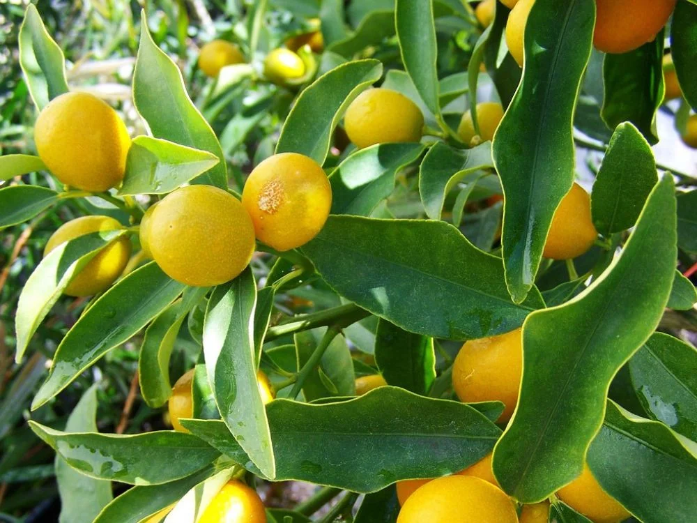 Lemon (Citrus limon)