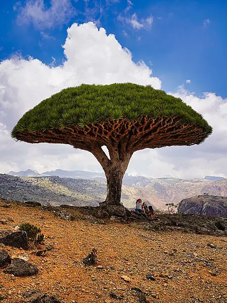 The Dragon Blood Tree