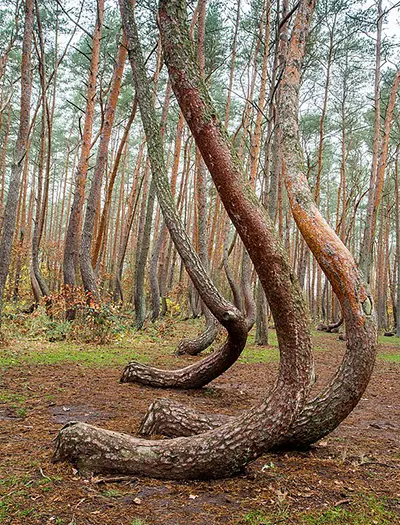 The Crooked Forest (Poland)