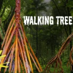Walking Palm Tree