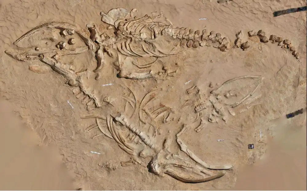 Adult and juvenile fossil rorqual skeletons from Cerro Ballena